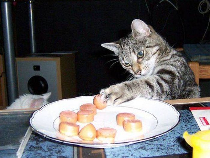 Cats Caught Stealing (33 pics)