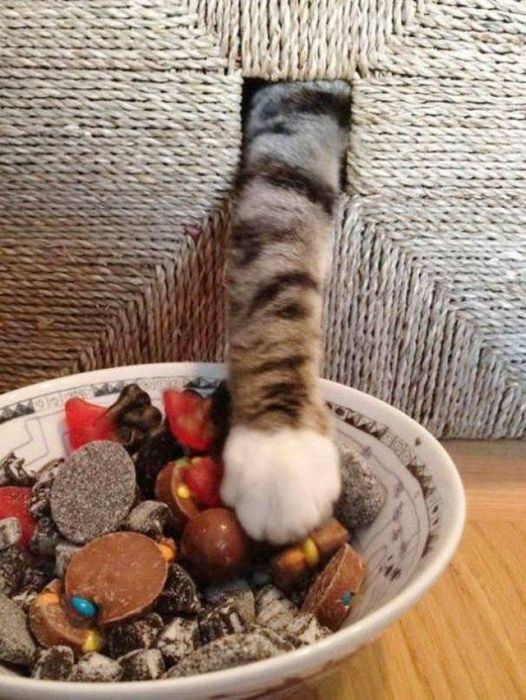 Cats Caught Stealing (33 pics)