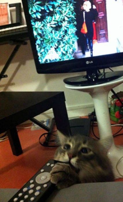 Cats Caught Stealing (33 pics)