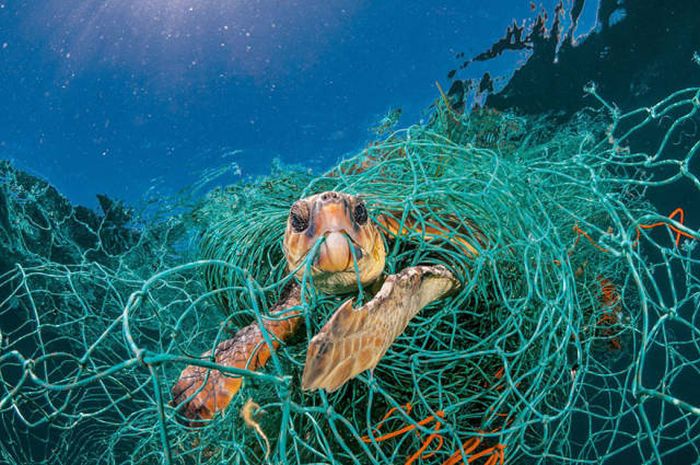 Plastic Is Harmful For Our Planet (16 pics)