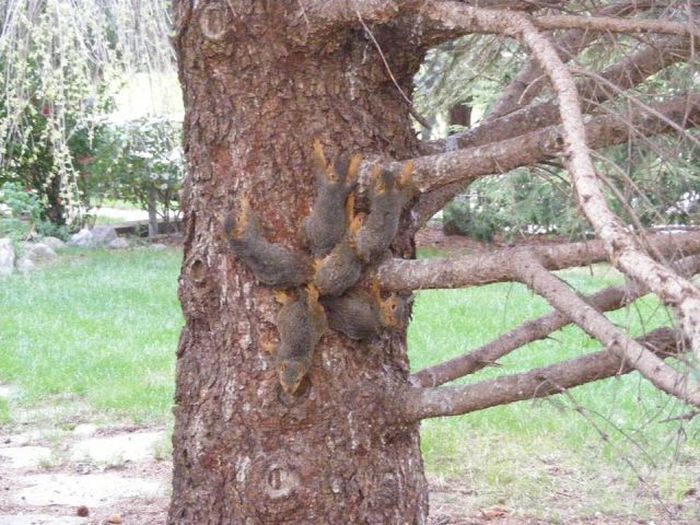 People Rescue 6 Squirrels Stuck In A Jam After Getting Their Tails Tangled (2 pics)