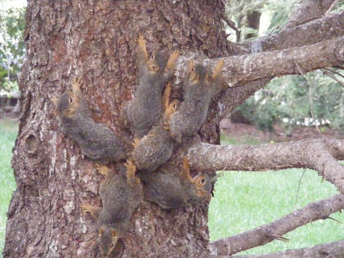 People Rescue 6 Squirrels Stuck In A Jam After Getting Their Tails Tangled (2 pics)