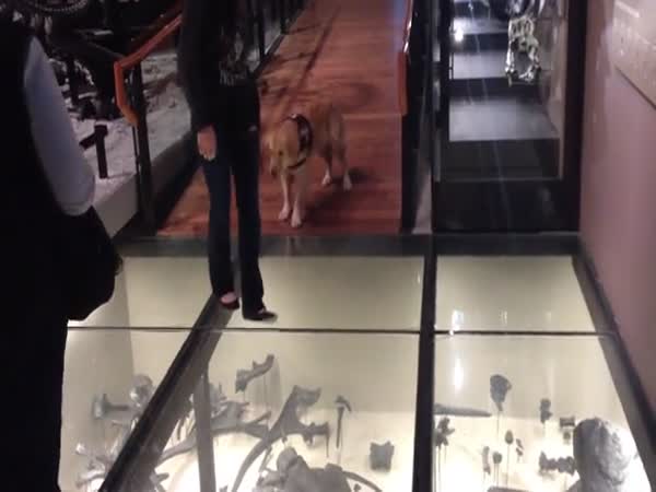 Glass Floor Is Dangerous For A Service Dog
