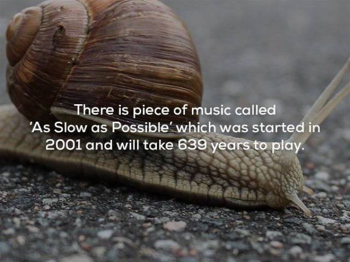 Facts About Music (25 pics)