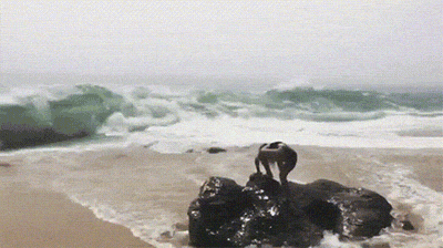 Never Mess With The Ocean (14 gifs)