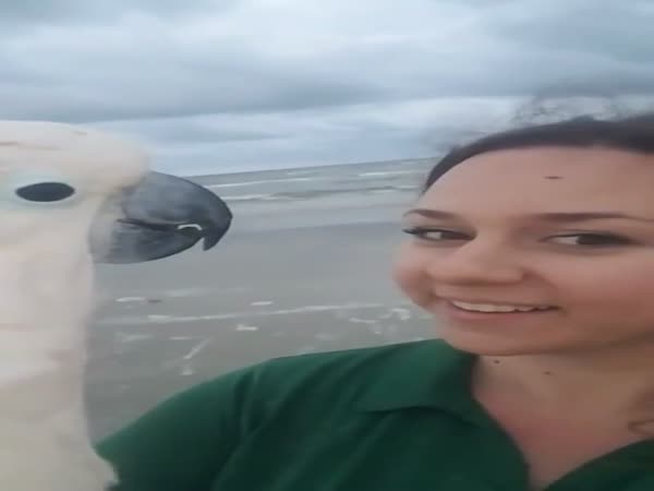 This Parrot Was So Excited to See The Ocean For The First Time