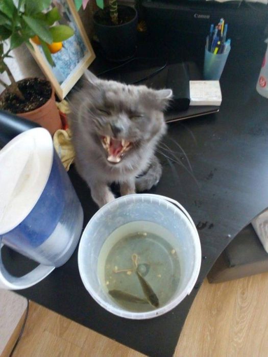 Acid Picdump (90 pics)