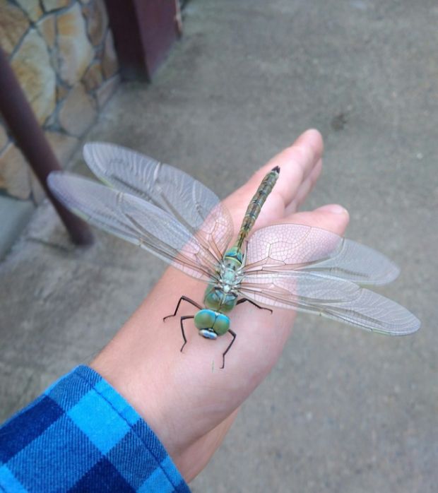 Acid Picdump (90 pics)
