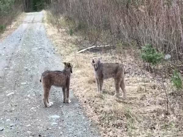 Lynx Talking to Each Other