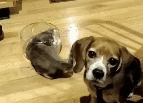 Acid Gifdump, May 24, 2018 (25 gifs)