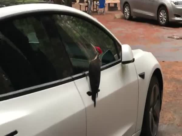 Woodpecker Inspects A Model 3