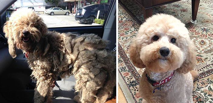 Animals Before And After The Rescue (22 pics)