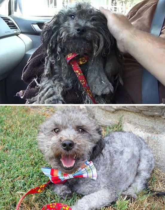 Animals Before And After The Rescue (22 pics)
