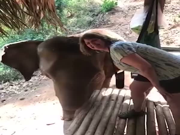 Elephant Knocks Woman Into Next Week