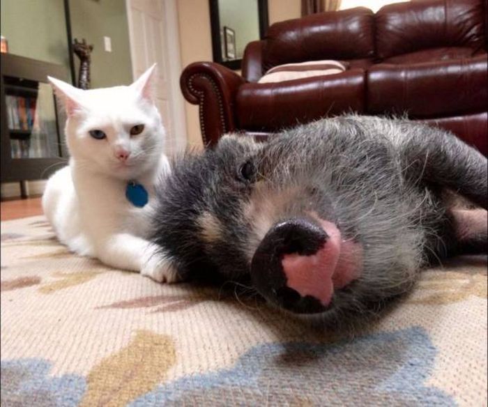 Acid Picdump (90 pics)