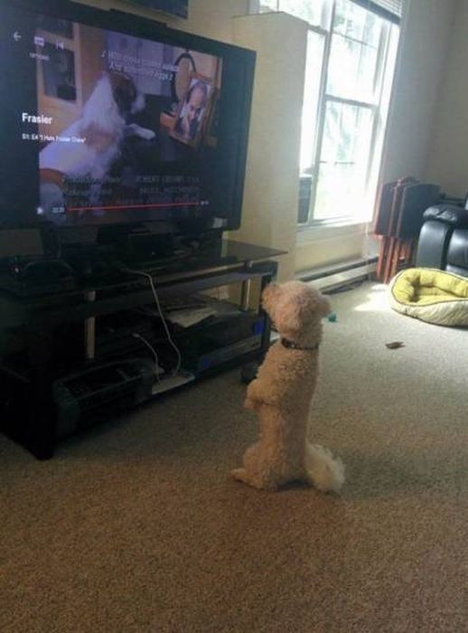 Funny Animals (60 pics)