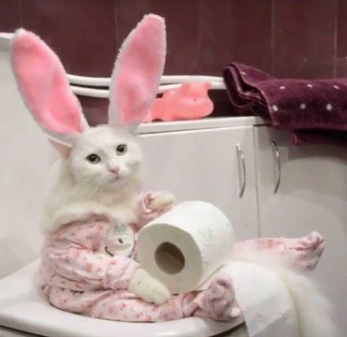 Funny Animals (60 pics)