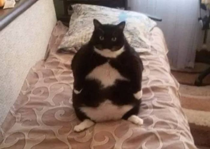 Funny Animals (60 pics)