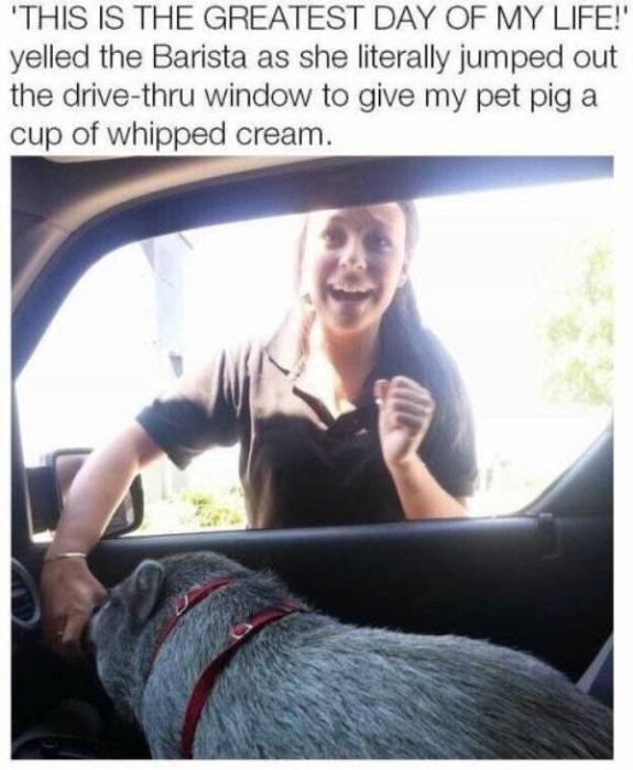 Funny Animals (60 pics)