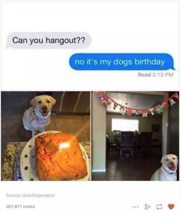 Funny Animals (60 pics)