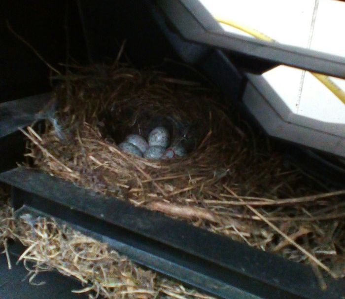 There Is A Little Surprise In The Car (4 pics)