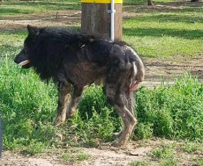 Werewolf Dog Was Rescued And Looks Different Now (6 pics)