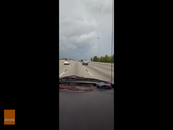 Drivers Save Horse Running Loose On Houston Freeway And Your Cup Will Overfloweth With The Feels