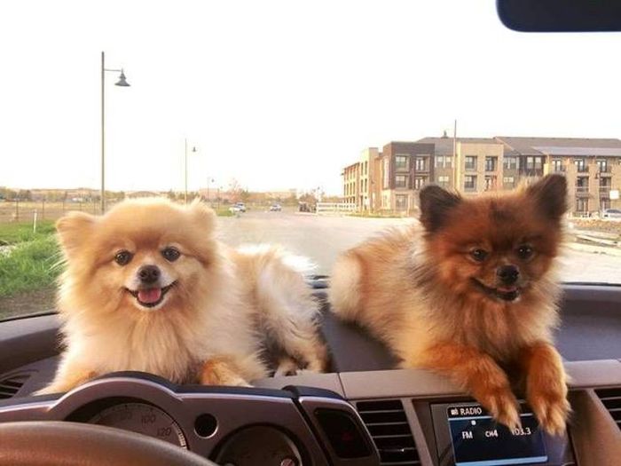 Acid Picdump (91 pics)