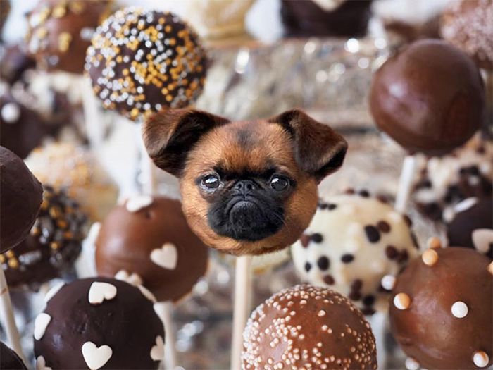 Dogs Photoshopped Into Food (20 pics)