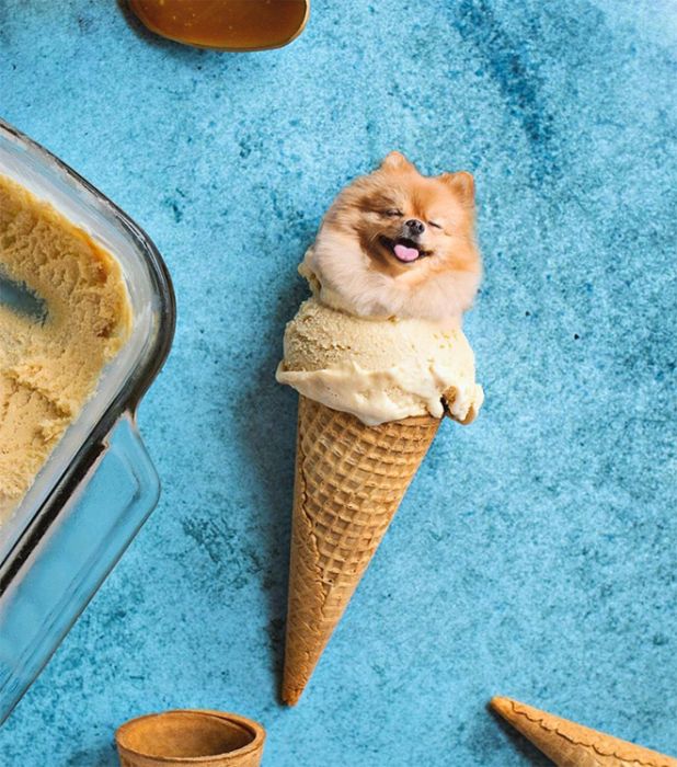 Dogs Photoshopped Into Food (20 pics)