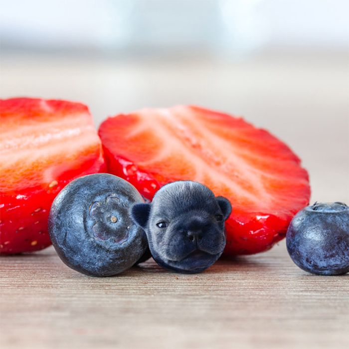 Dogs Photoshopped Into Food (20 pics)