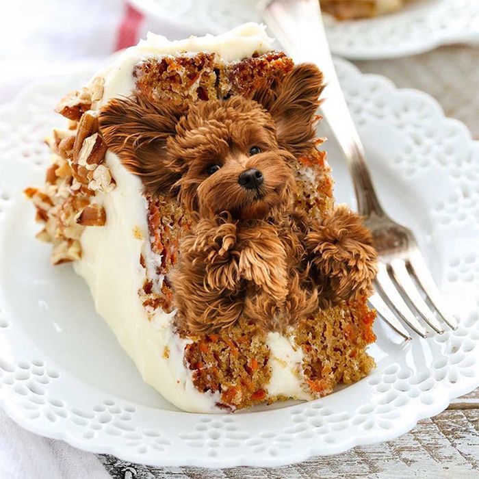 Dogs Photoshopped Into Food (20 pics)