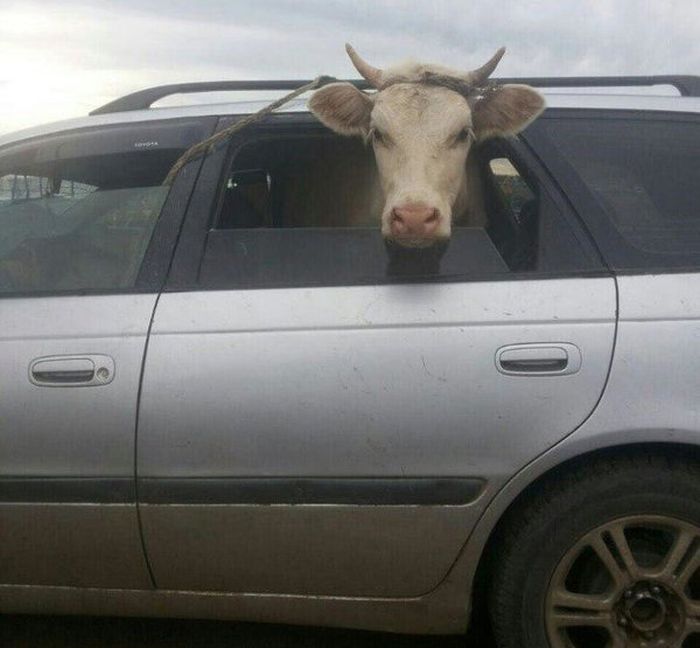 Moving Things (30 pics)