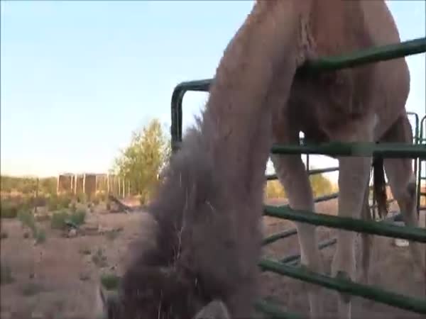 Camel Eats a Cactus