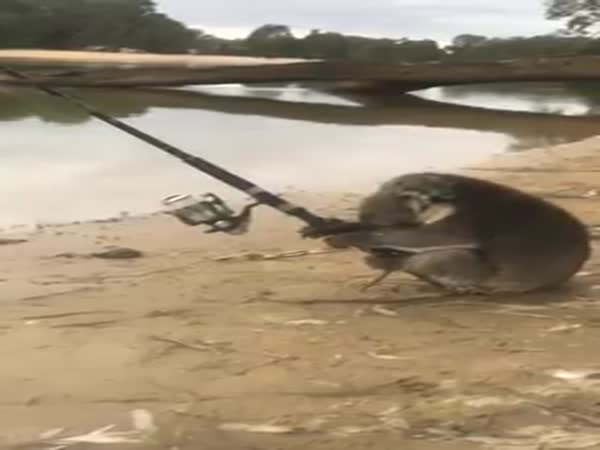 A Koala Actually Fishing Is The Most Aussie Thing You'll Ever See