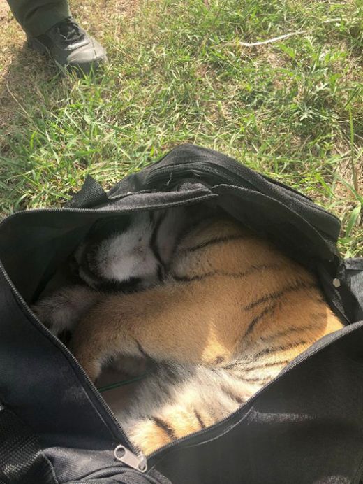 Border Guards Found Something Very Interesting In The Bag Of Illegal Immigrants (5 pics)
