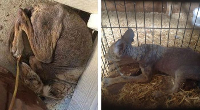 Rescued Puppy Looks Different Now (12 pics)