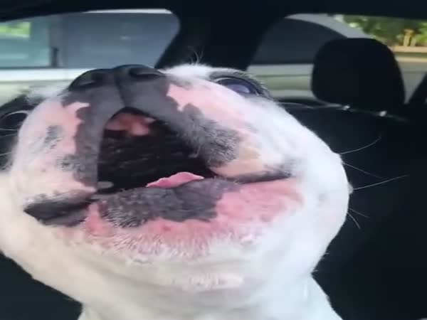 Dog Arguing With Owner