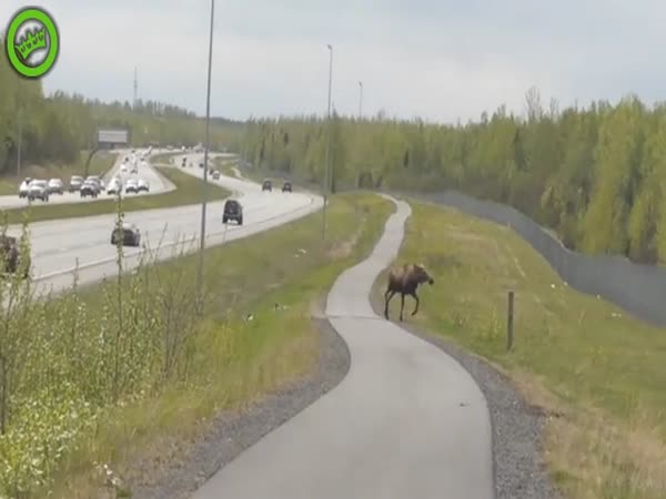 Moose Attacks Cyclists on Alaskan Bike Trail