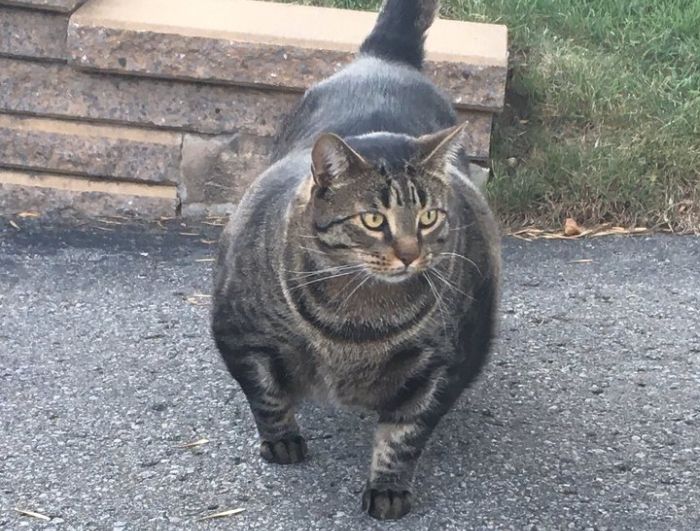 Cat Got More Muscles Than You (4 pics)