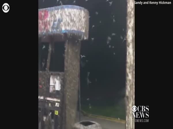 Video Shows May Flies Engulfing Louisiana Gas Station
