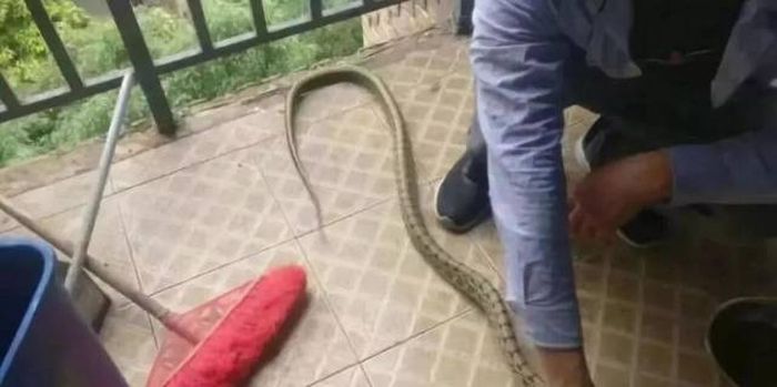 This Is Why Snakes Should Avoid Chinese Dorms (4 pics)