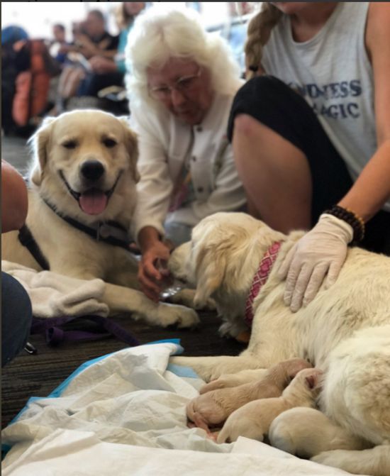 The Guide Dog Of One Of The Passengers Gave Birth To 8 Puppies Right At The Airport (4 pics)