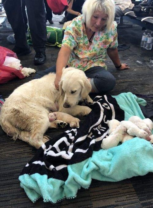 The Guide Dog Of One Of The Passengers Gave Birth To 8 Puppies Right At The Airport (4 pics)