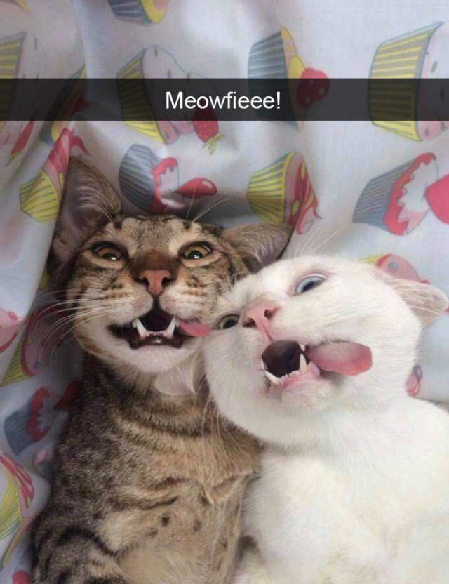 Cats On Snapchat (40 pics)