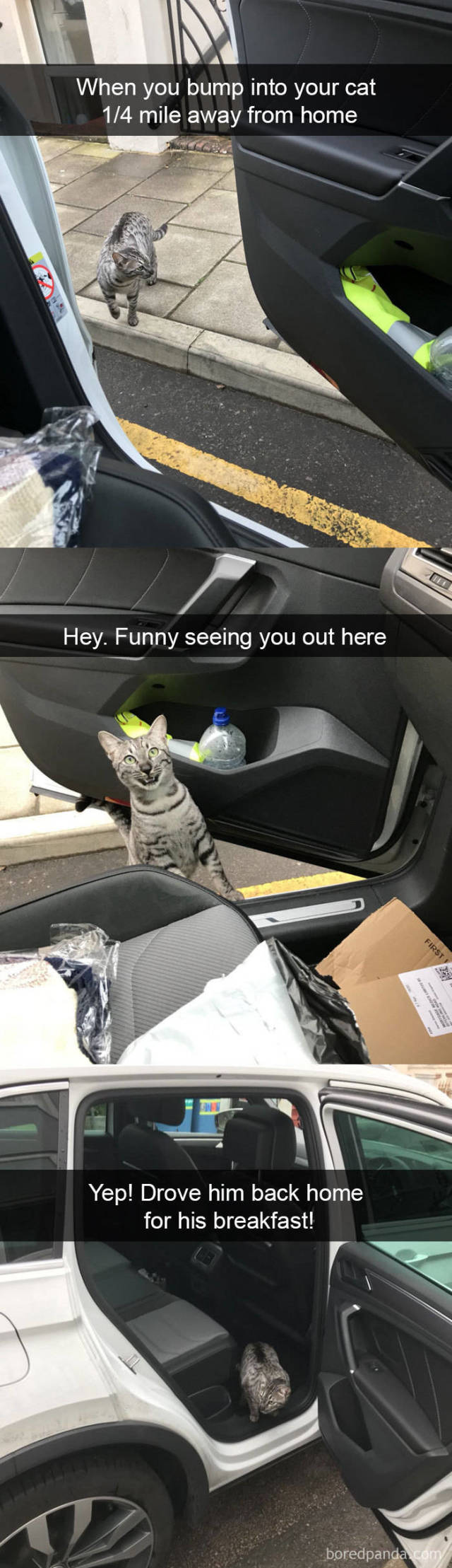 Cats On Snapchat (40 pics)