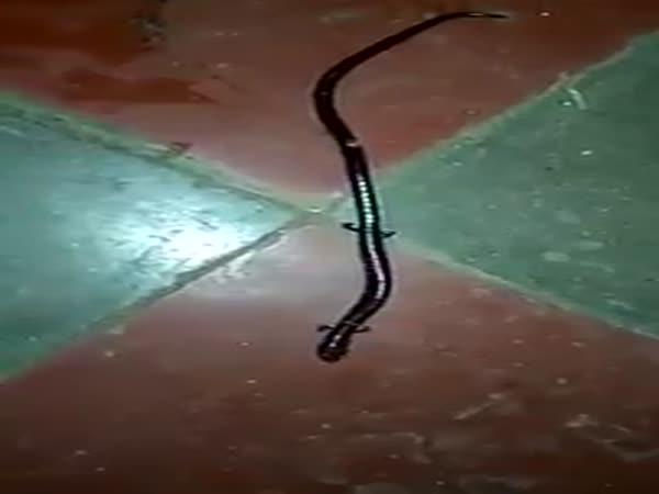 Strange Creature Caught in Malaysia