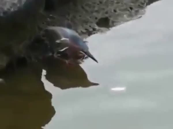 Clever Bird Uses Bread To Catch Fish