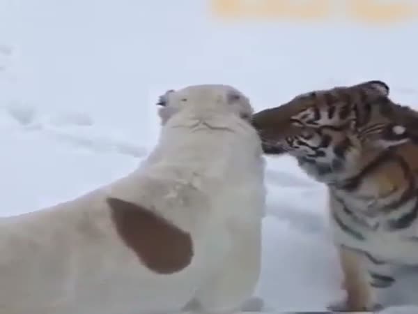 Tiger And Dog Are Best Of Friends