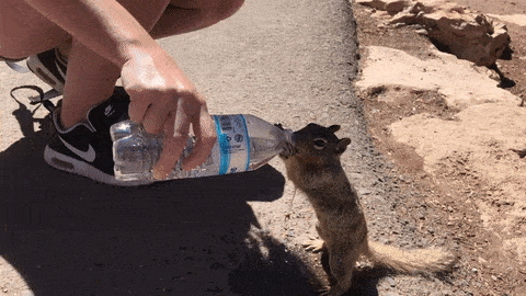 Acid Gifdump, June 06, 2018 (25 gifs)